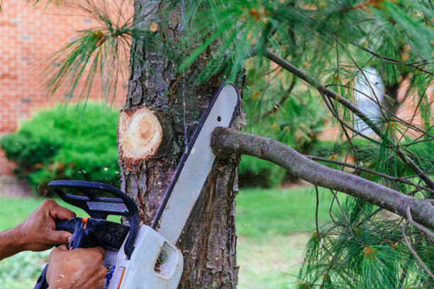 Best Professional Tree Care  in Gilbertsville, PA